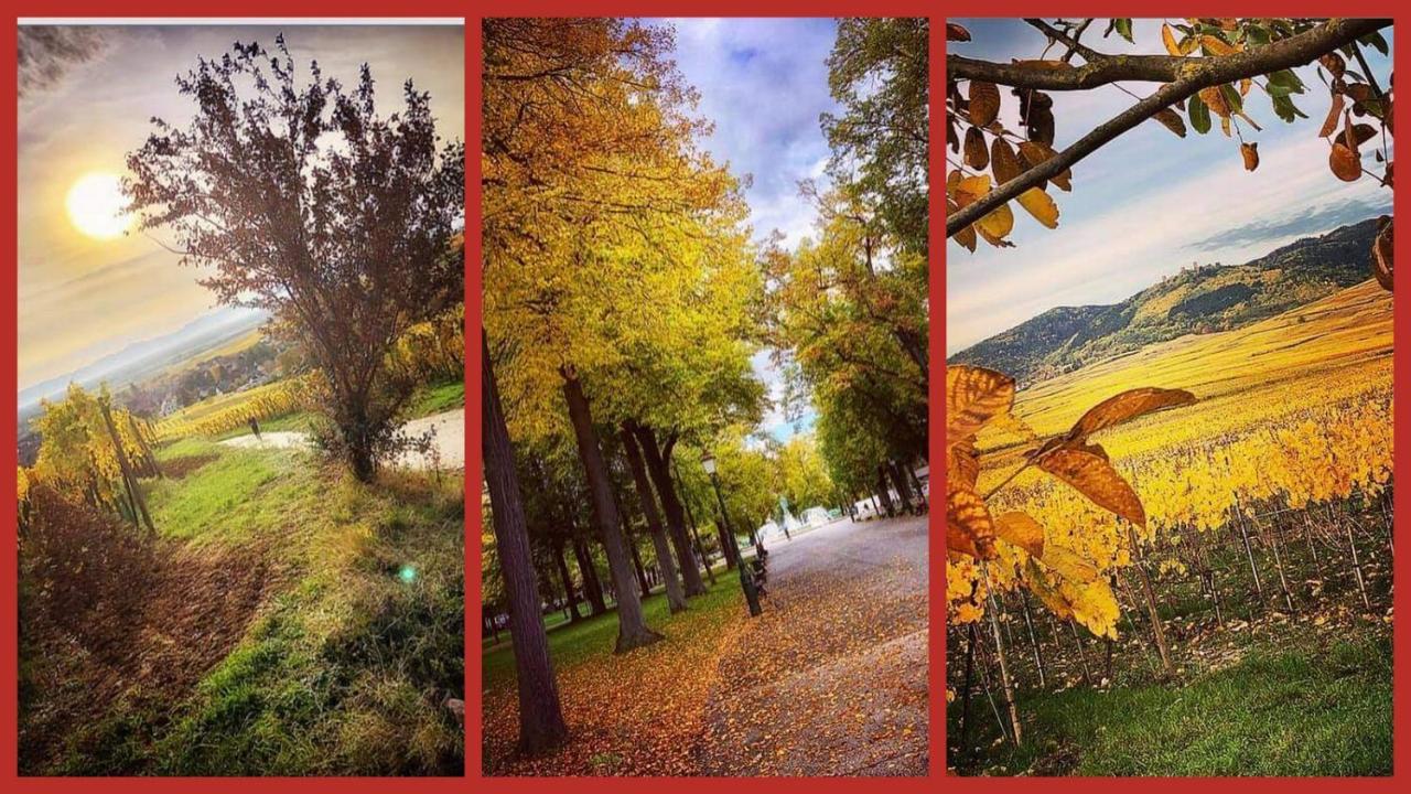 N¨°1 Schongauer Gite De Charme Centre Touristique Colmar Dış mekan fotoğraf